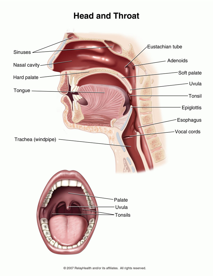 Head and Throat: Illustration