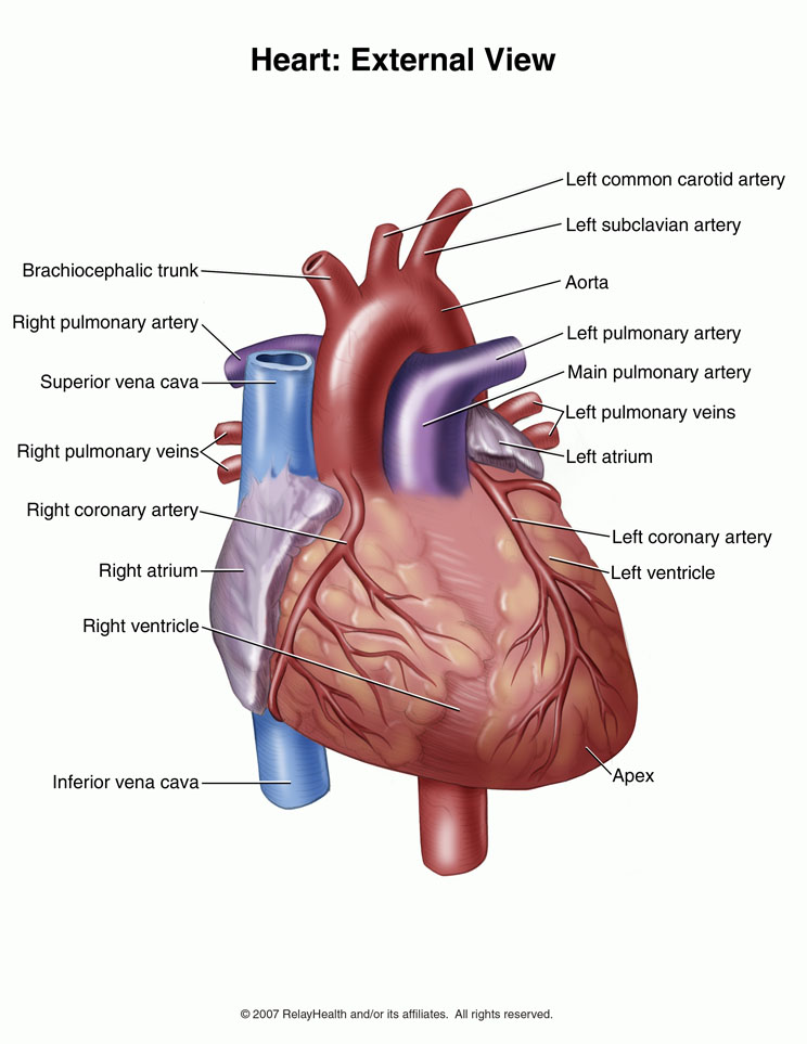 Heart, External View: Illustration