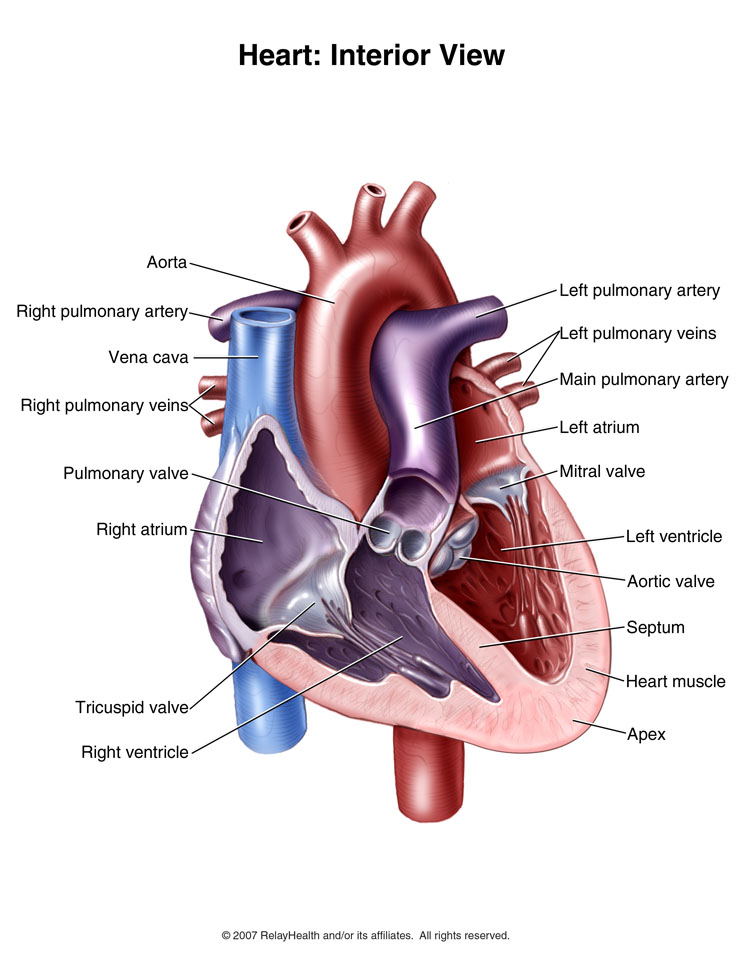 Heart, Interior View: Illustration