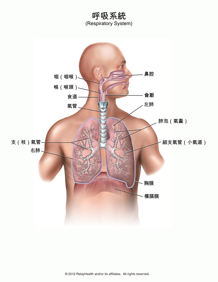 呼吸系統 插圖