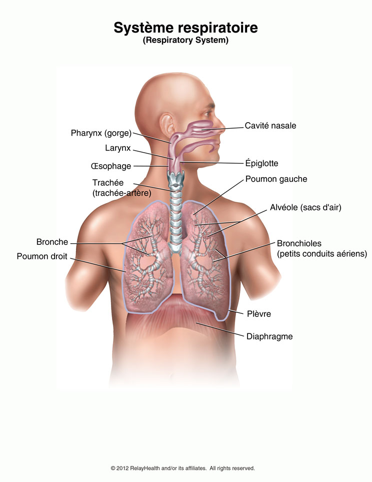 Système respiratoire: Illustration