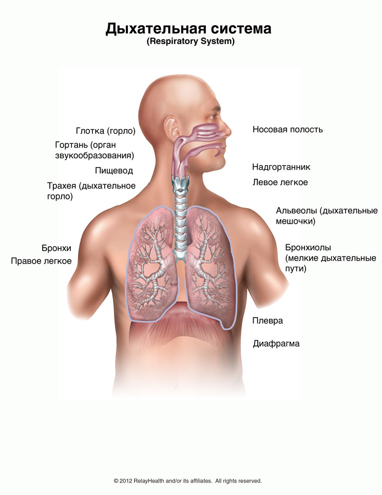 Дыхательная система: иллюстрация