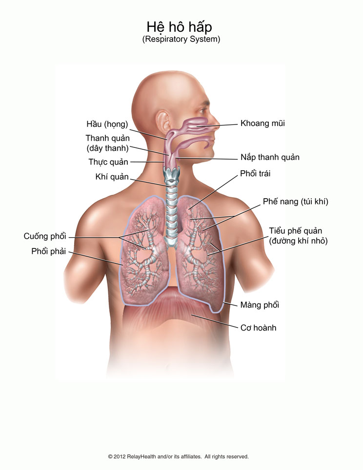 Hệ hô hấp: minh họa