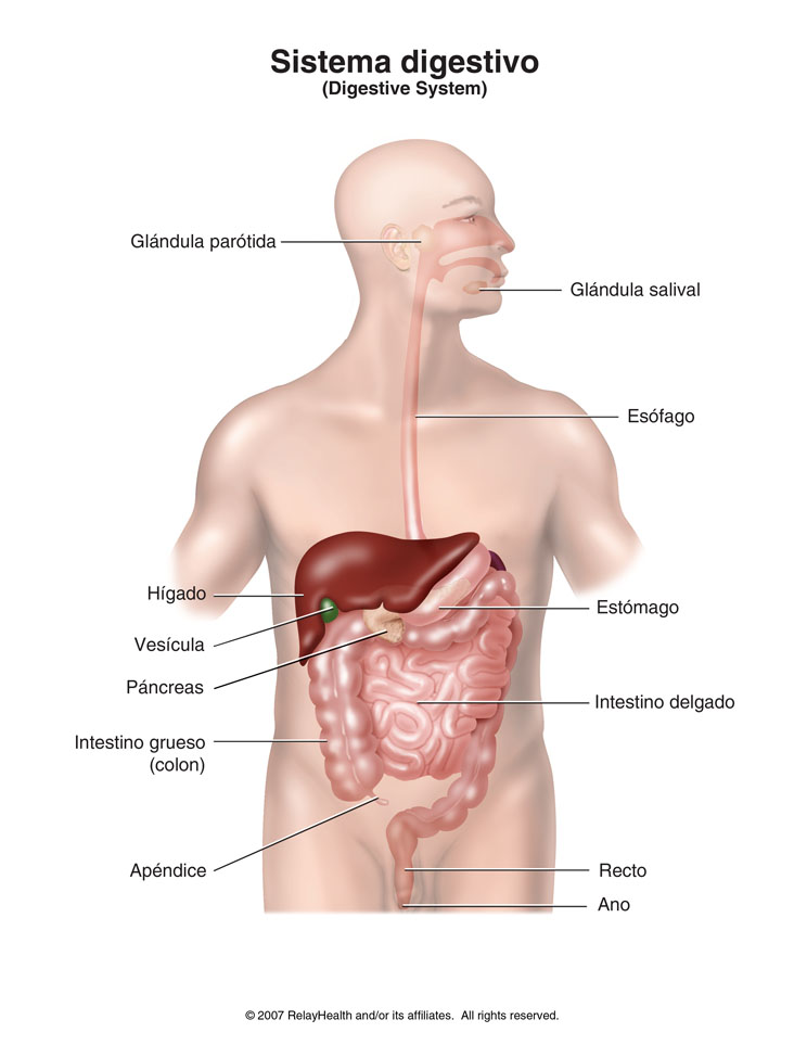 Sistema digestivo: ilustración