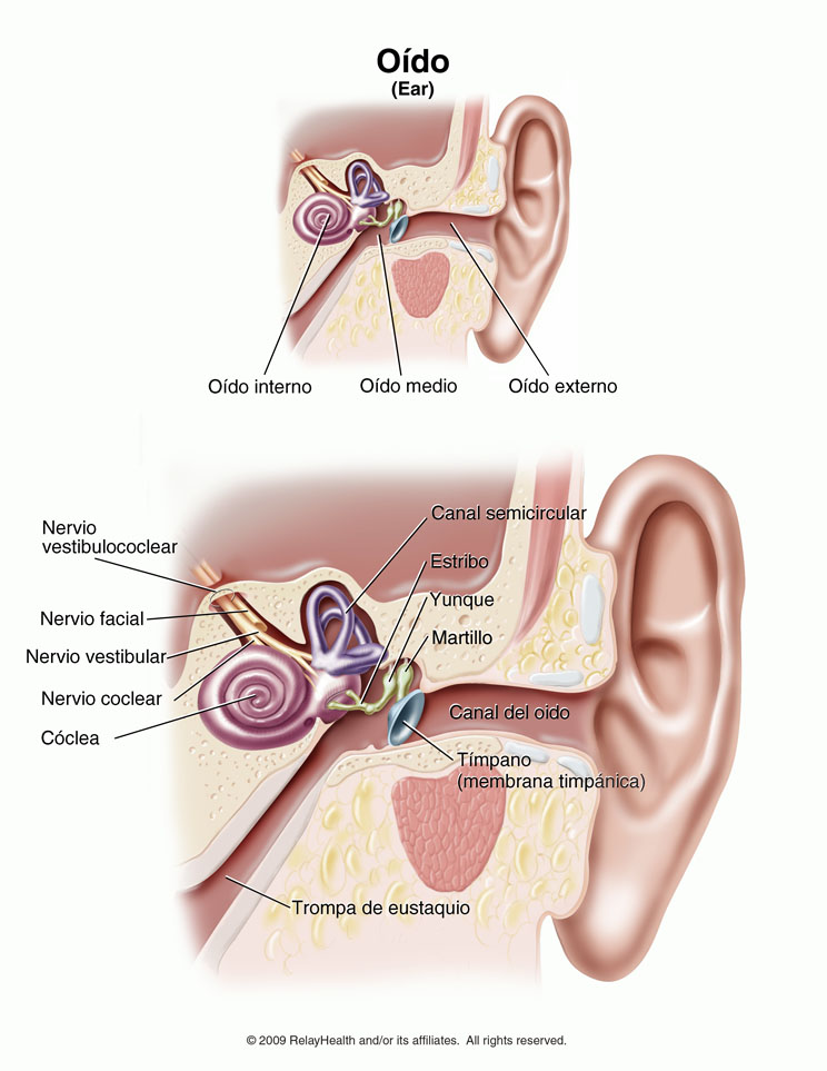 Oído: ilustración