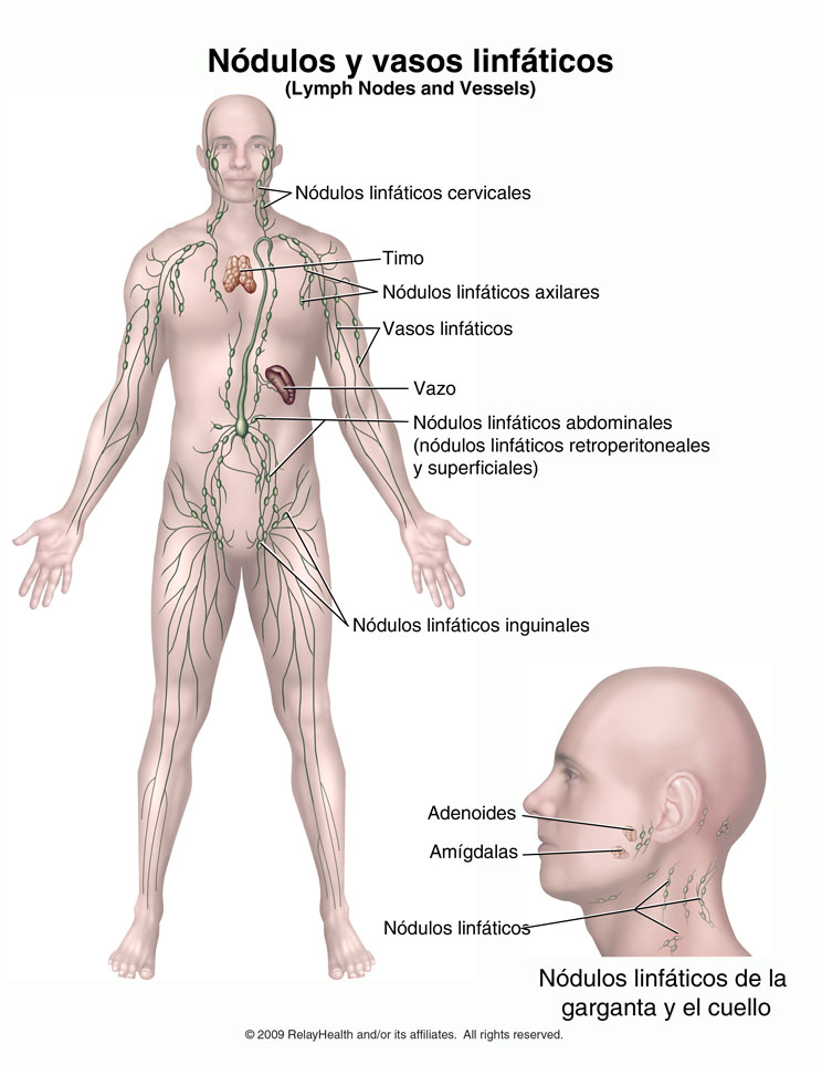 Nódulos y vasos linfáticos: ilustración
