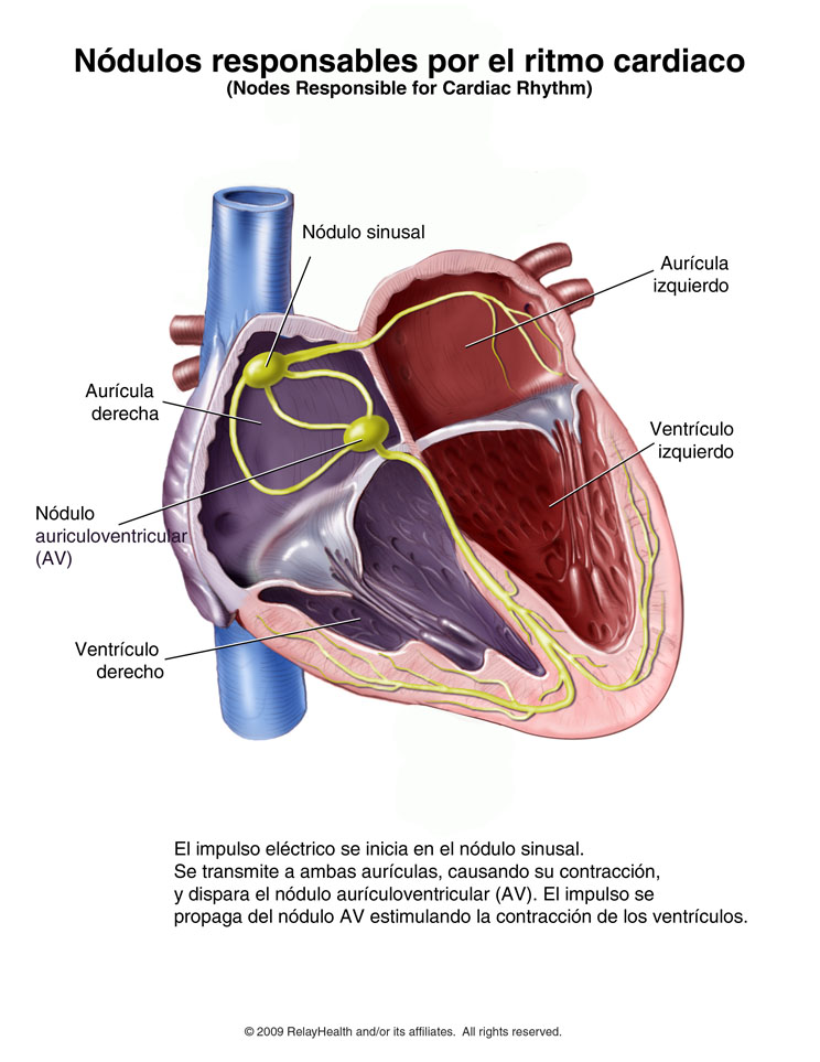 Los nodos responsables por el ritmo cardiaco: ilustración