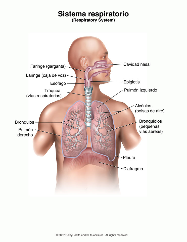 Sistema repiratorio: ilustración