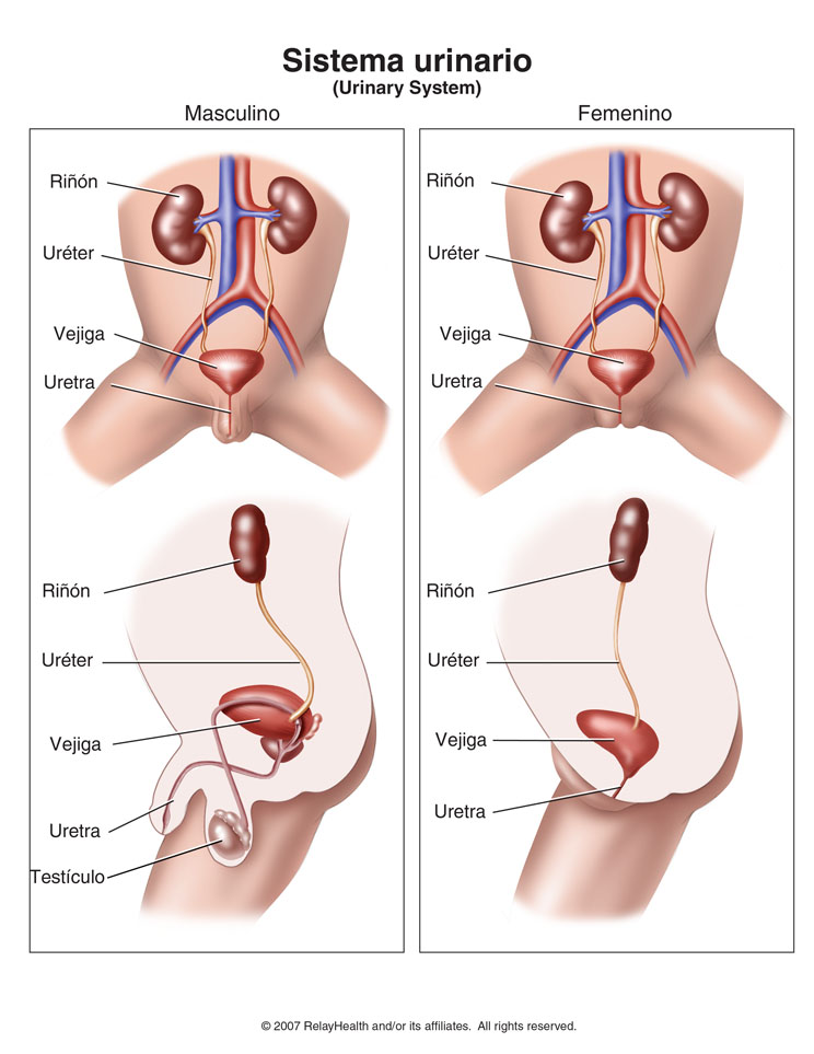 Sistema urinario: ilustración