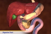Thumbnail image of: Digestive Tract (Animation)
