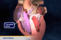 Thumbnail image of: Heart Valves (Animation)