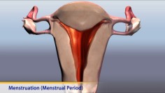 Thumbnail image of: Menstruation (Menstrual Period) (Animation)