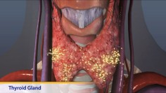 Thumbnail image of: Thyroid Gland (Animation)