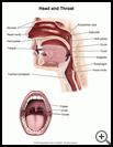 Thumbnail image of: Head and Throat: Illustration