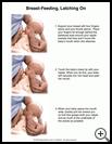 Thumbnail image of: Breast-Feeding, Latching on: Illustration