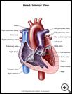 Thumbnail image of: Heart, Interior View: Illustration