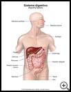 Thumbnail image of: Sistema digestivo: ilustración